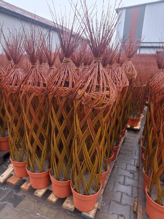 Wierzba pleciona Salix