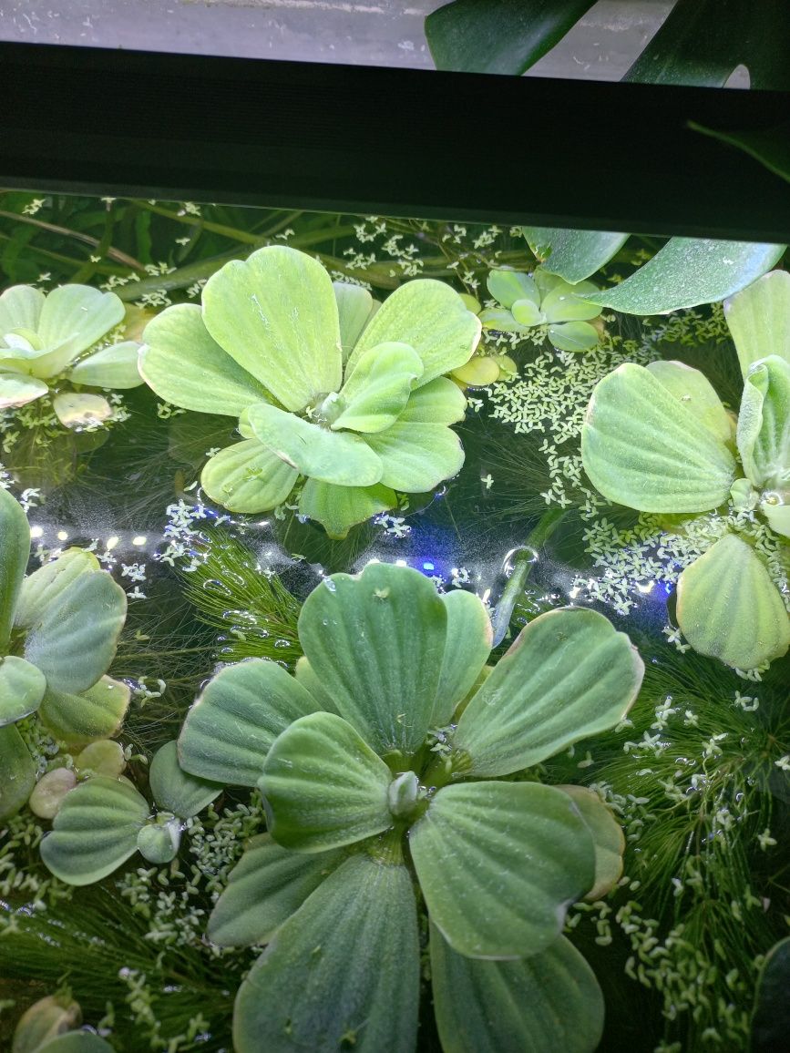 Pistia roślina akwariowa 1-5cm