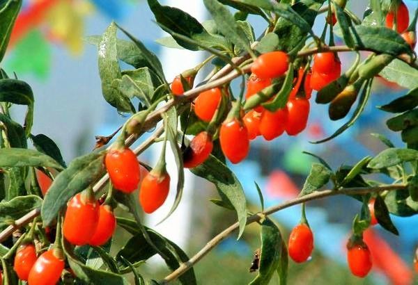 Jagoda Goji 4 letnie sadzonki - Najlepsze odmiany !!!