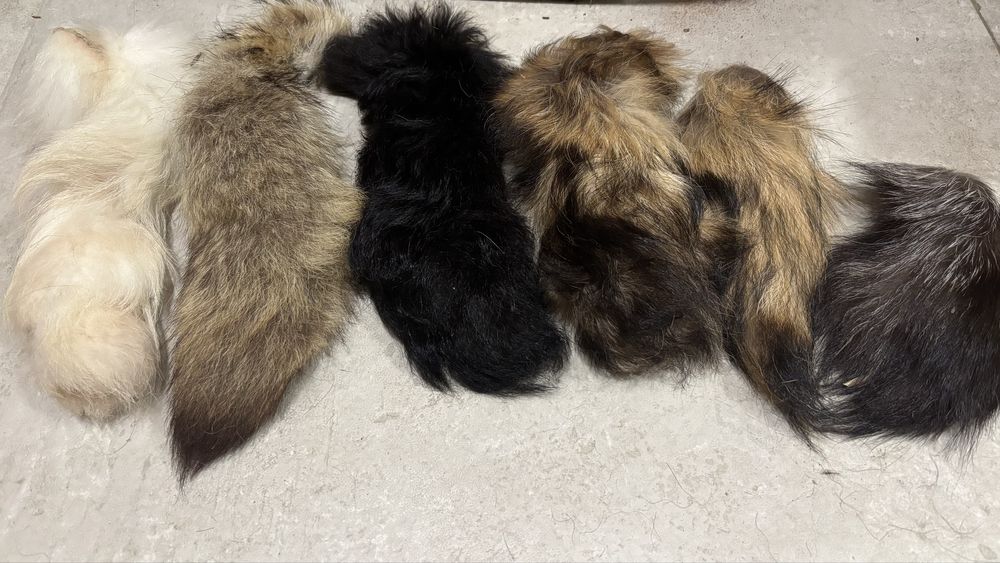 Ogon z lisa , kita lisia , 6 szt, hubertus