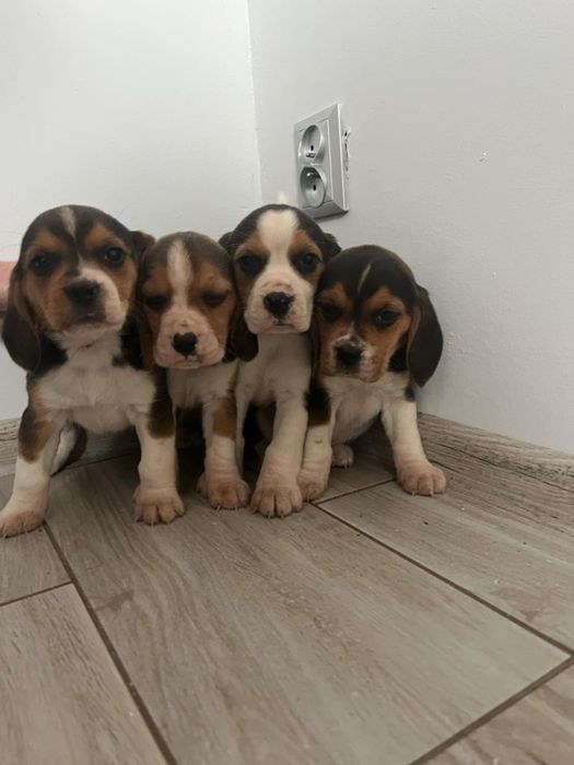 Szczeniak beagle tricolor