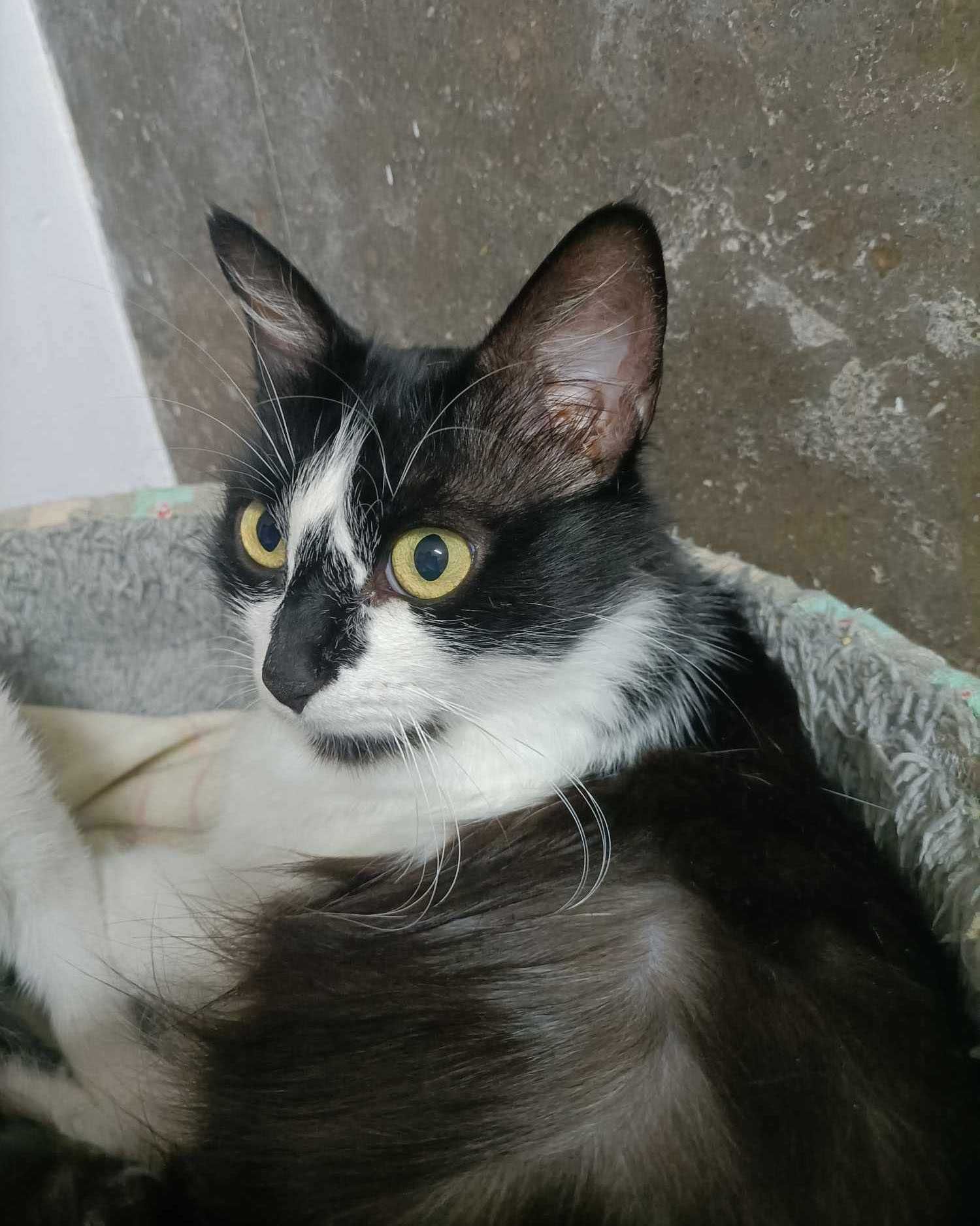 Setúbal / Margem Sul / Lisboa — MORGANA, gatinha para adoção