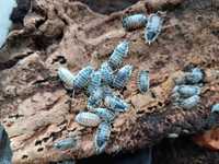 Prosionki, isopody, Porcellio laevis 'dairy cow'