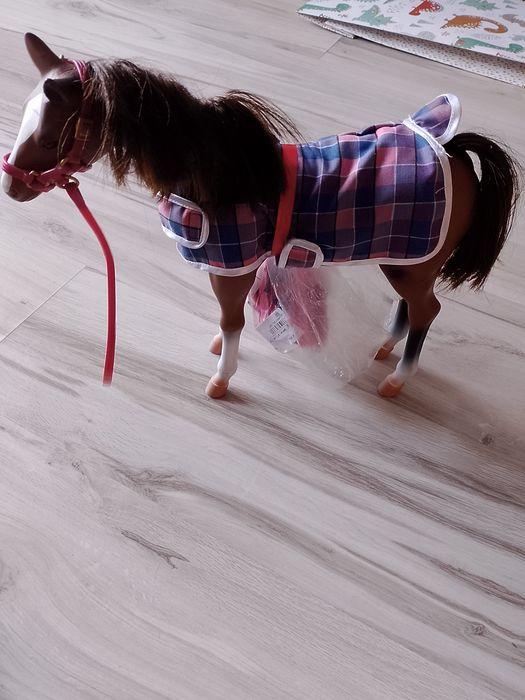 Koń koniki większy i mniejszy