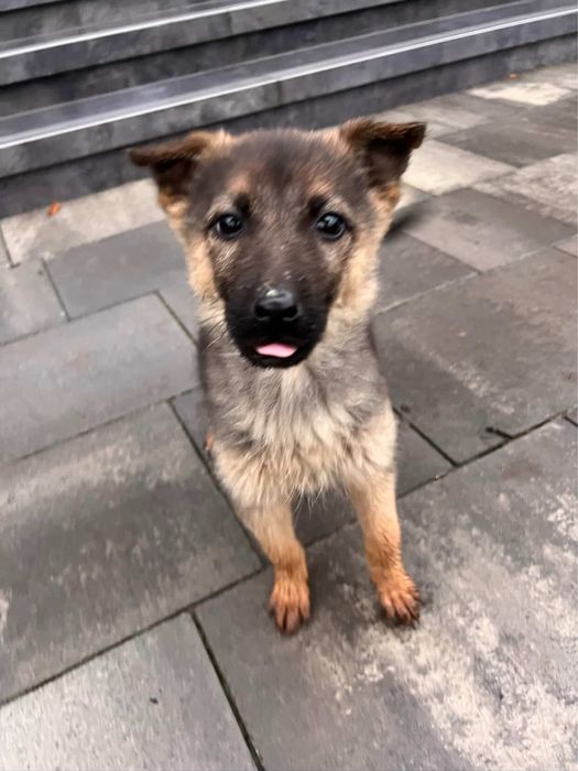 Цуценята шукають дім