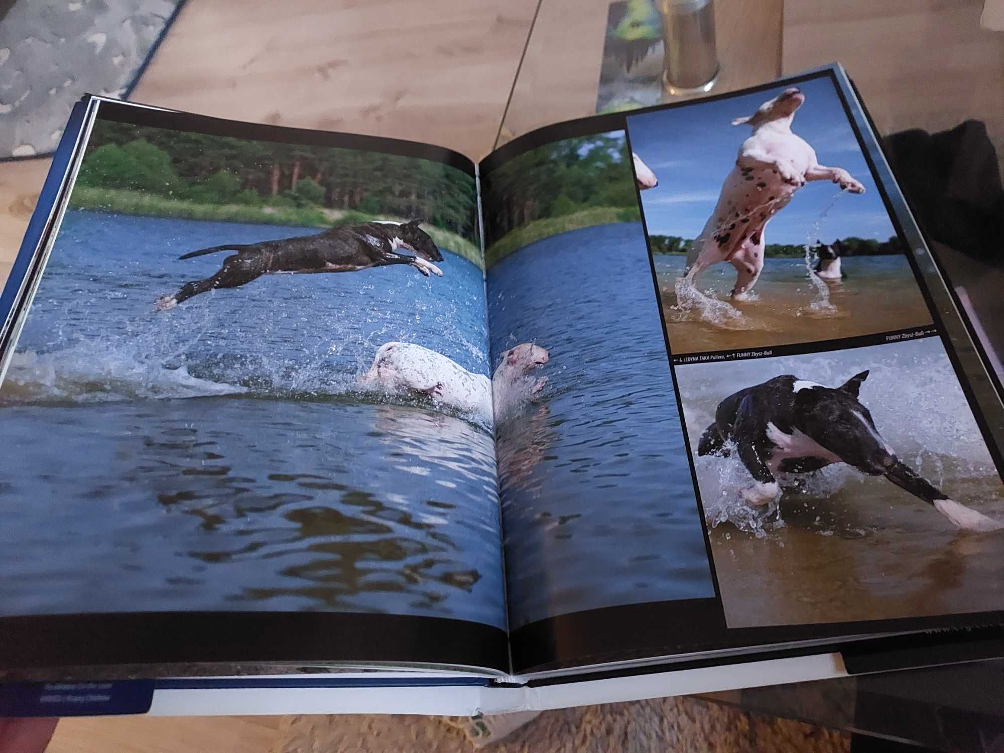 polska okiem bulteriera katarzyna grużlewska łosik bull terrier