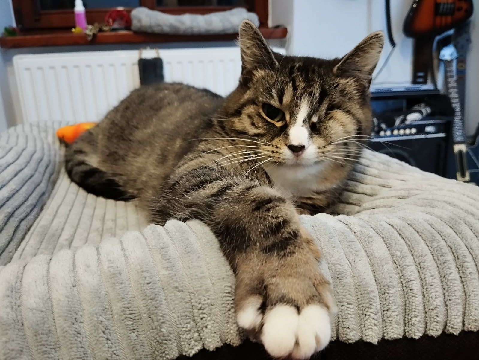 Koteczka do adopcji