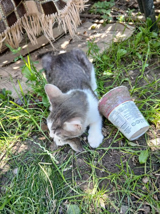 Котенята-мишолови у добрі руки