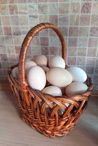 Домашні яйця оптом та в роздріб