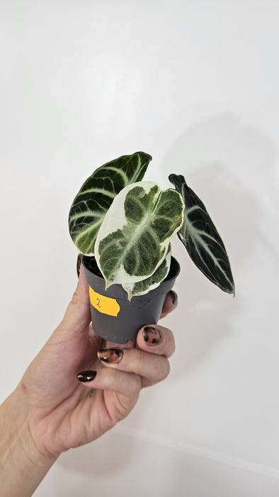 Alocasia ninja variegata alocasia