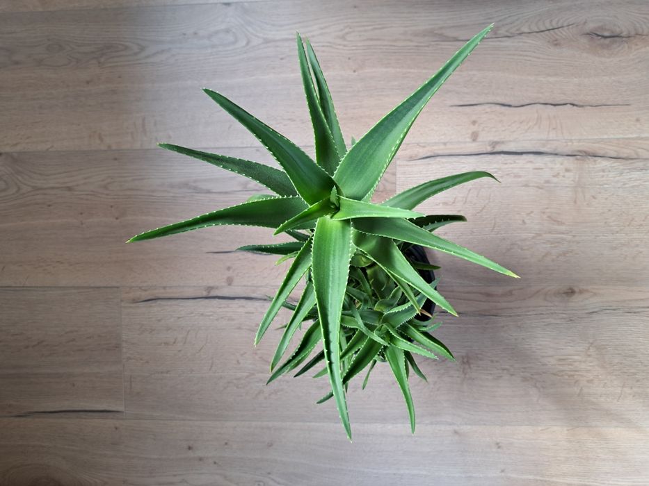 Aloes cena za 1 doniczkę