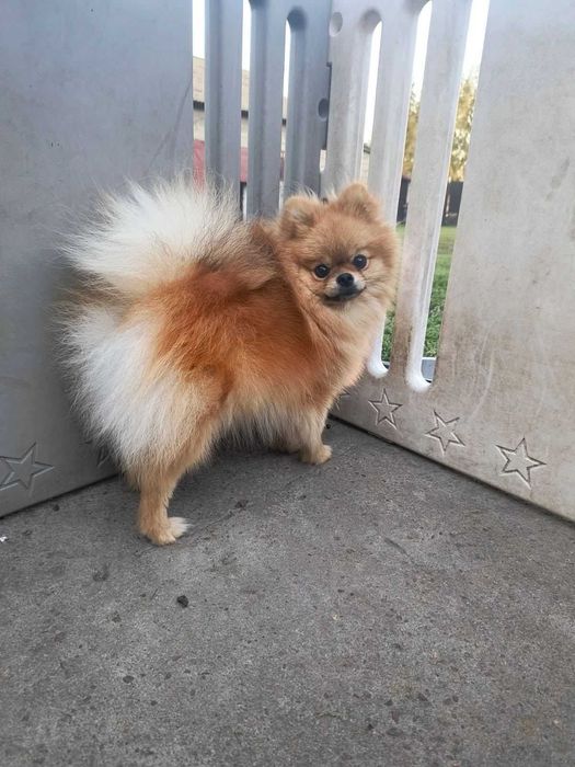 Szpic miniaturowy Pomeranian