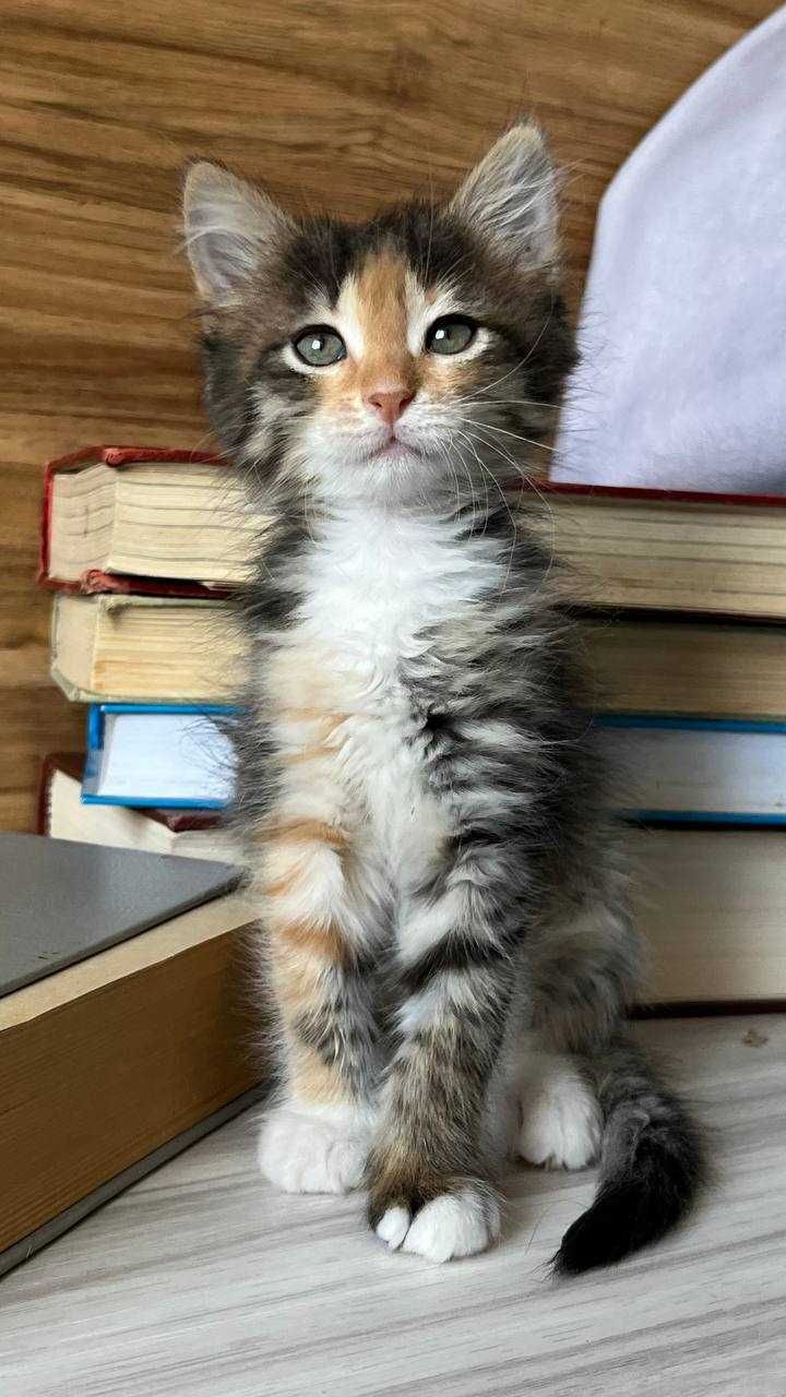 Котенок Керри ищет дом