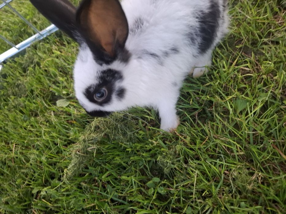 Sprzedam króliki