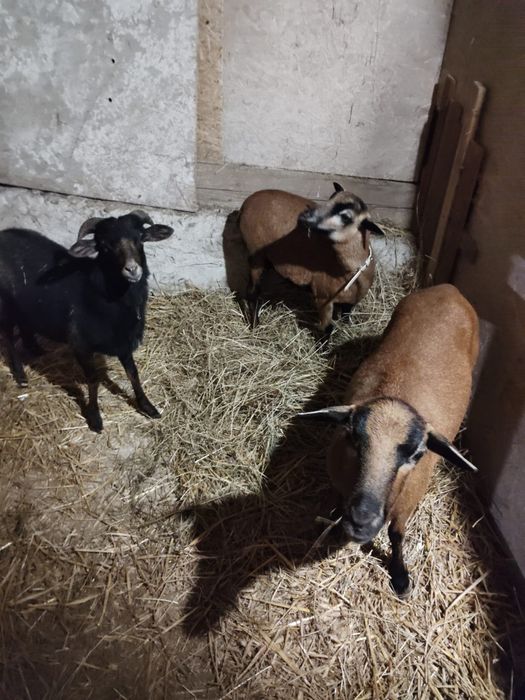 Sprzedam owce kamerunskie