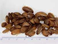 Karaczany argentyńskie dubia MAŁE 1-2 cm Blaptica dubia