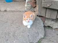 Kotek do adopcji