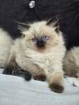 Kotka  Ragdoll n