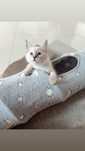 Niebieskooki chłopiec rasy Ragdoll
