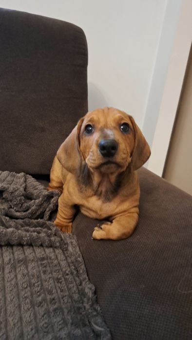 Jamnik krótkowłosy