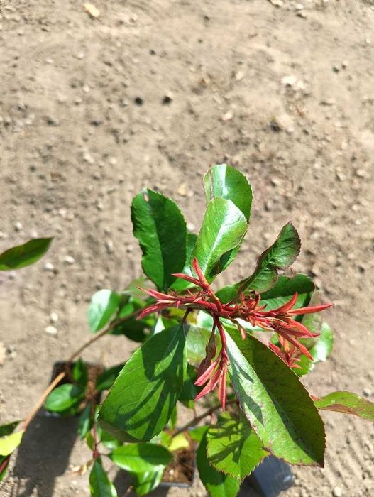 Głogownik 30 cm 40 cm red robin