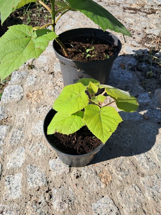 Sadzonki drzew tlenowych