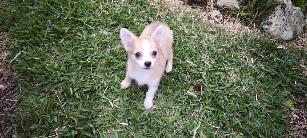 Chihuahua miniatura disponível para entrega imediata existe a po