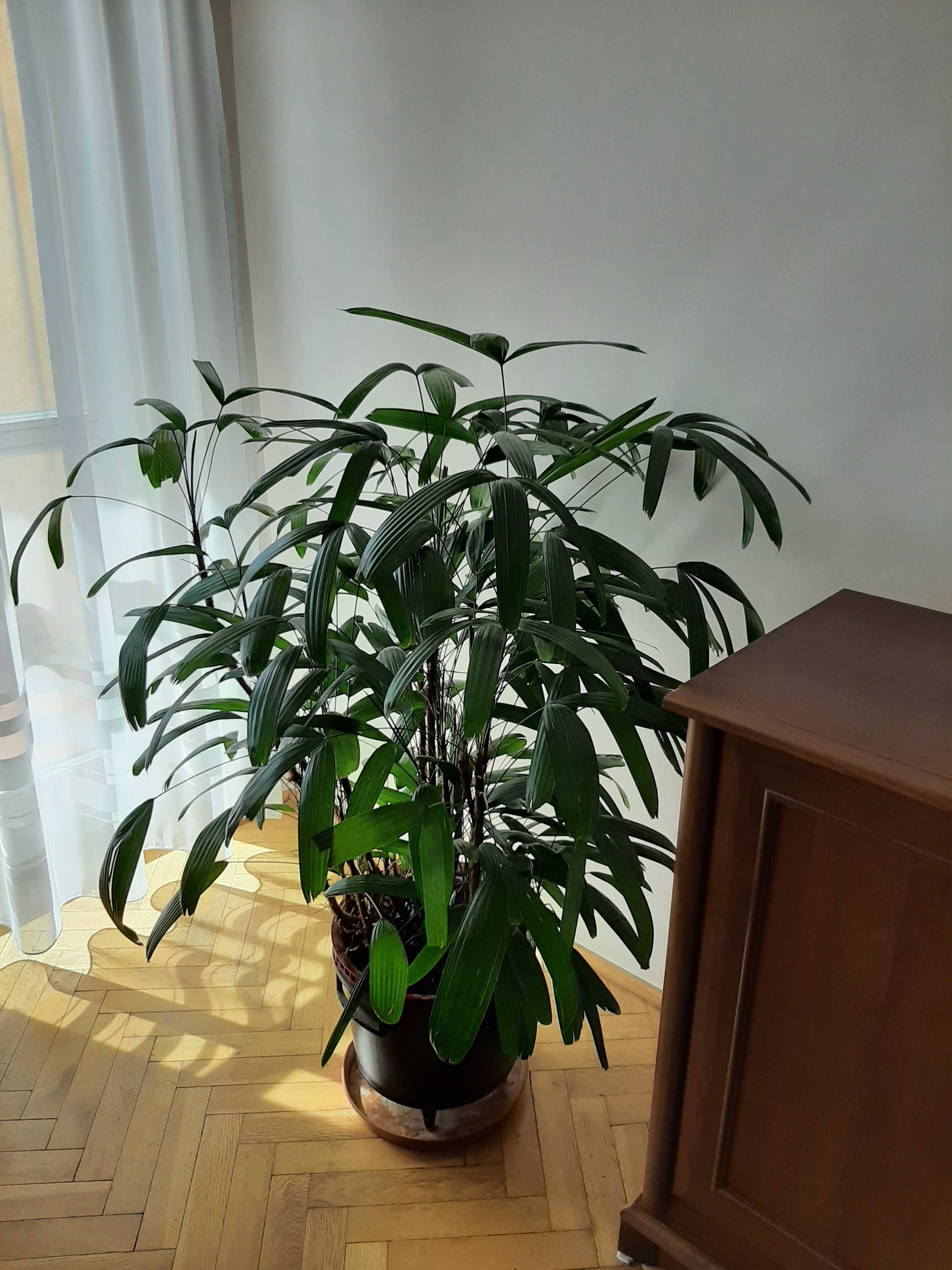 Rapis wyniosły, Rhapis excelsa, Palma biczowa 135 cm