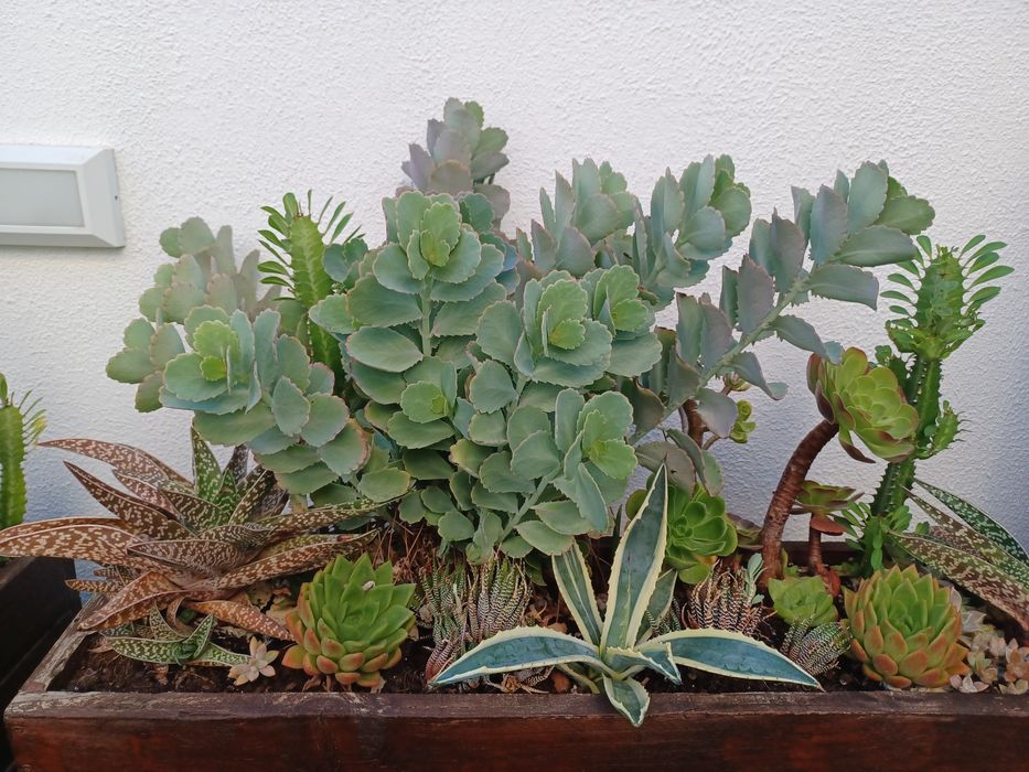 Cactus - Kalanchoe fedtschenkoi [Pé 25cm]
