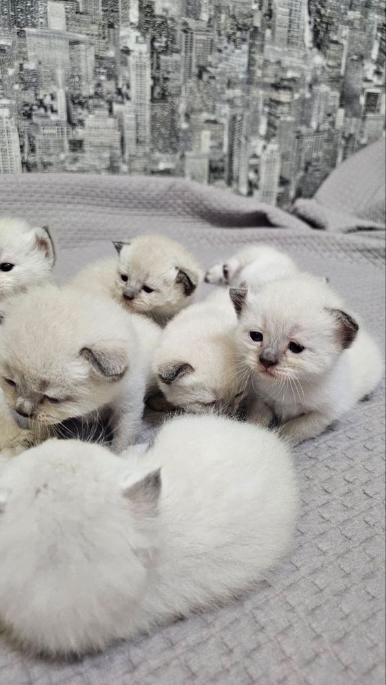 Котята Невська маскарадна