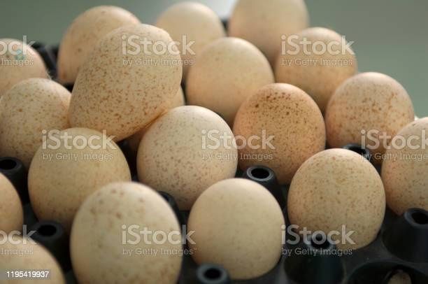 Інкубаційне яйце індички белой широкогрудой