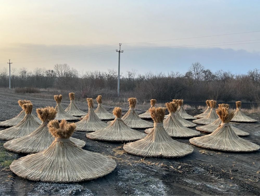 Пляжні парасольки