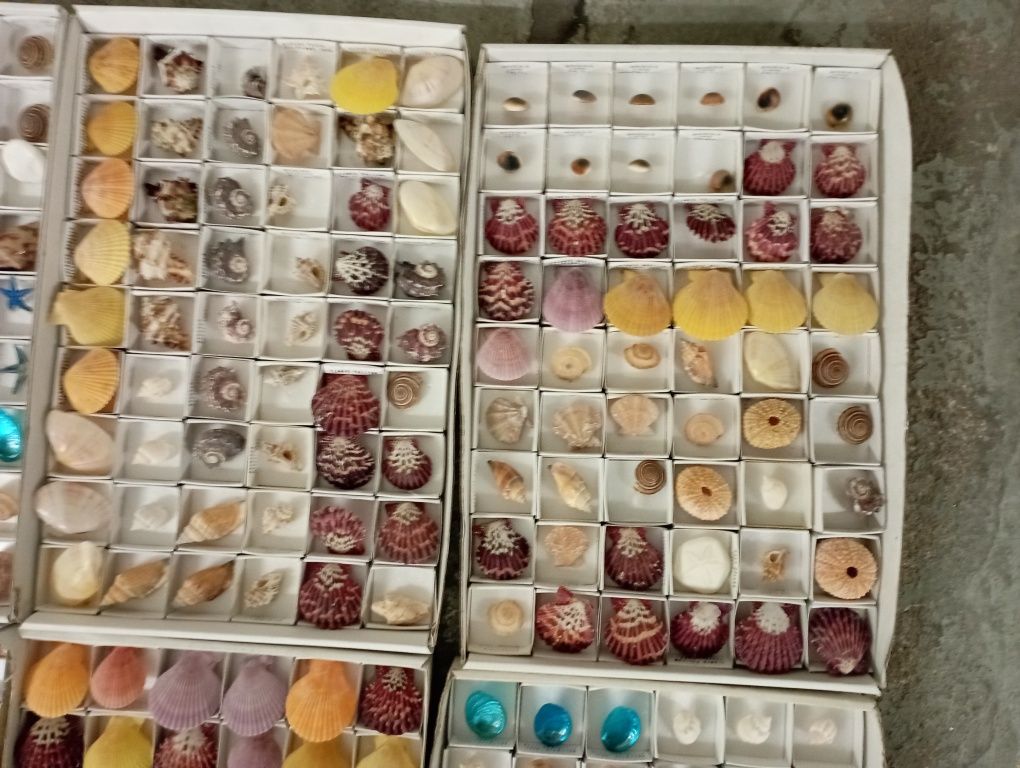 Conchas e Búzios