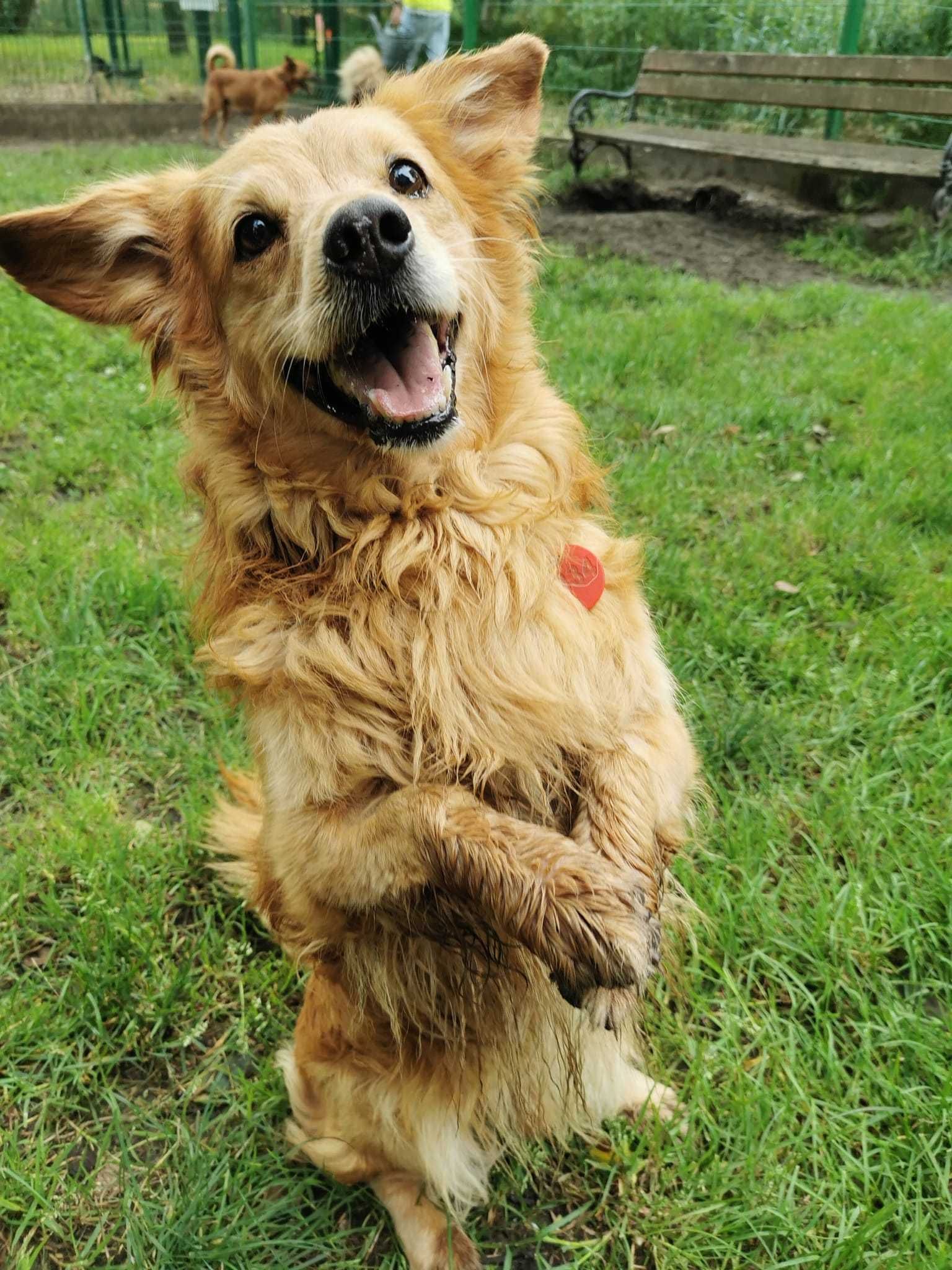 Amor 5 letni śliczny piesio wrócił z adopcji..