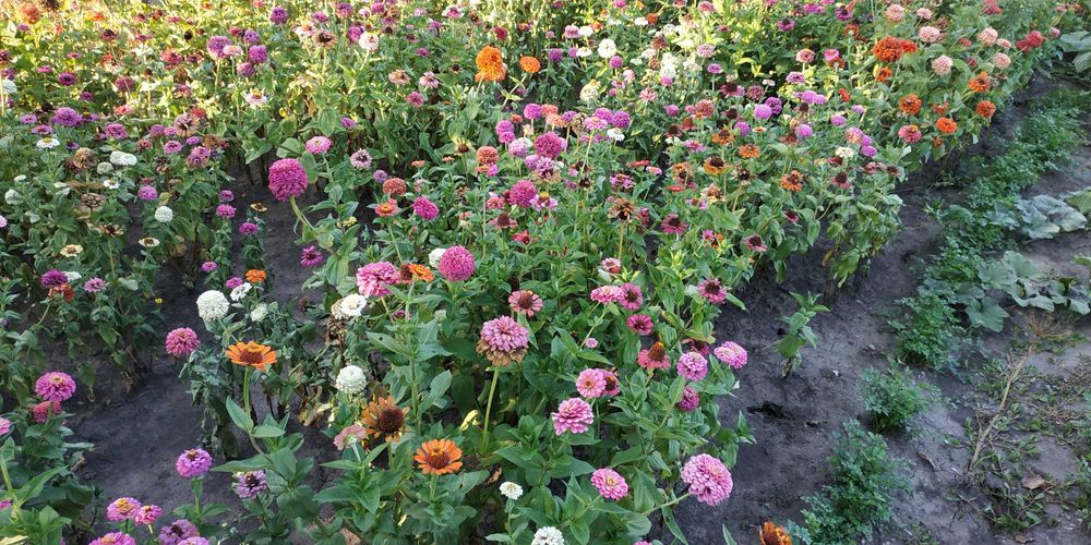 Семена насіння чорнобривці бархатци майори