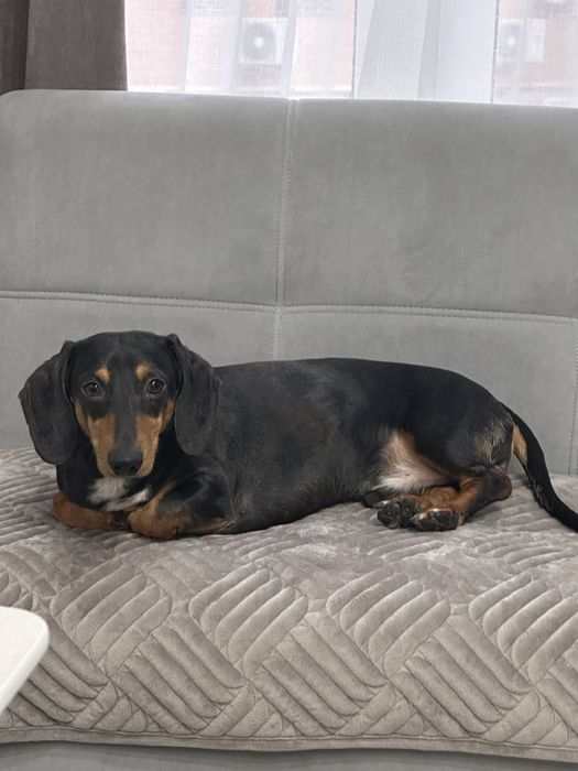 Віддам в добрі руки таксу карликову