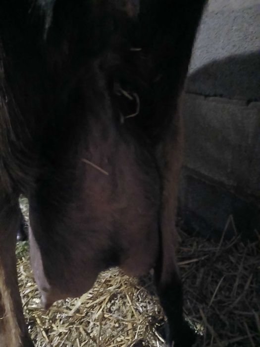 Коза альпійка, 5т