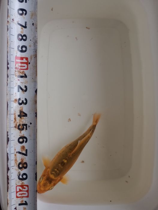 Карп Кои Кикусуи, Шисуи