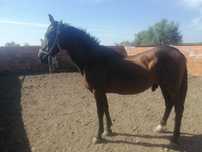 Cavalo capado montado e engatado