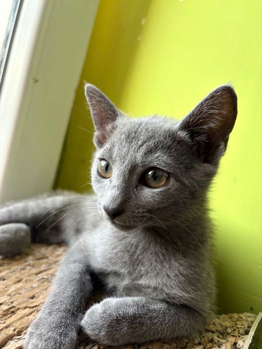 Kocięta Rosyjskie Niebieskie FPL