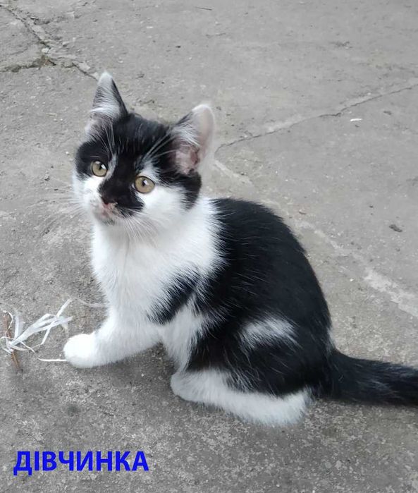 Котята Кошенята в добрі руки