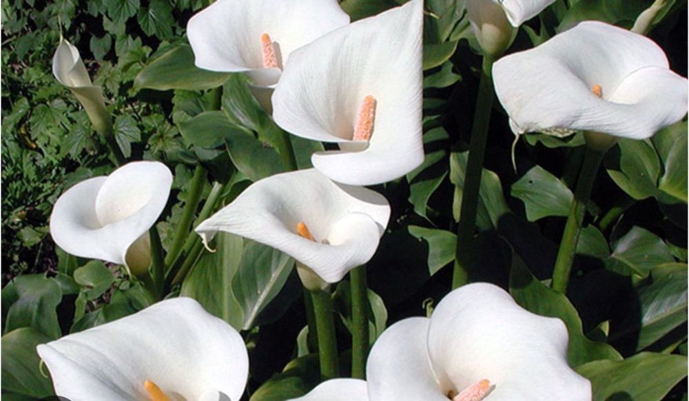 Великі кущі рослини Калла