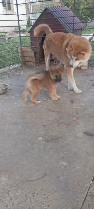 цуценя Акити ину