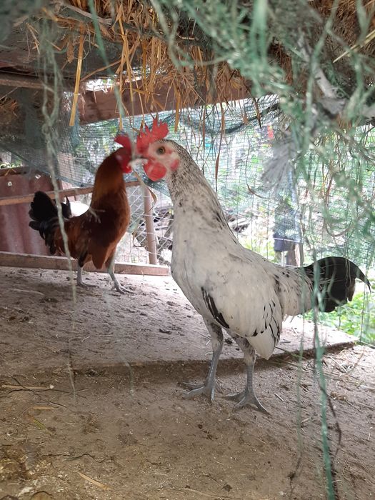 Півники бендамки молодь