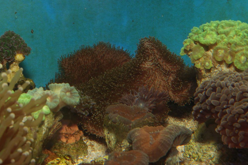 Sarcophyton Koralowce, Morskie