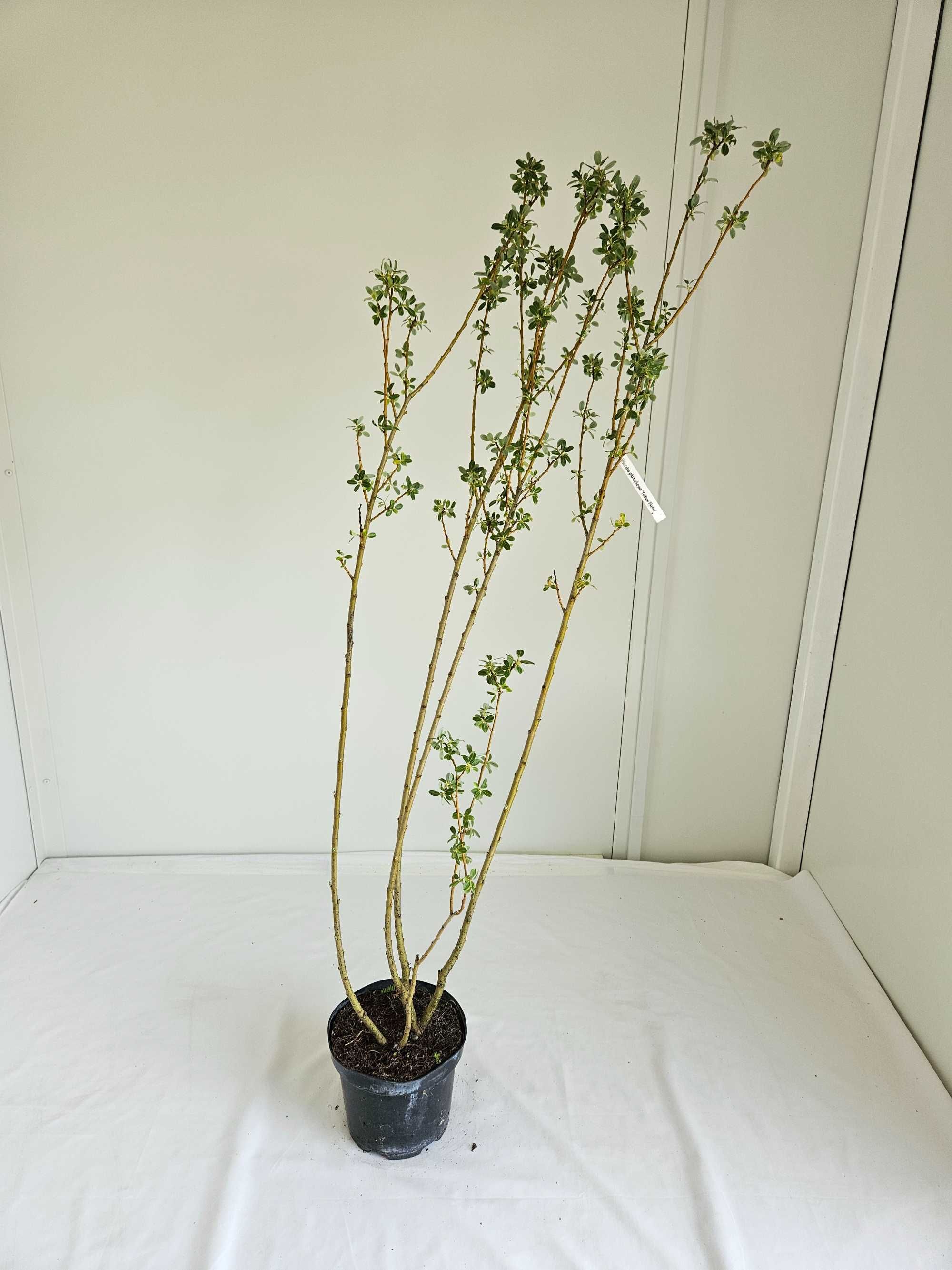 Wierzba połomykowa Yellow Flame 130 cm donica 3L