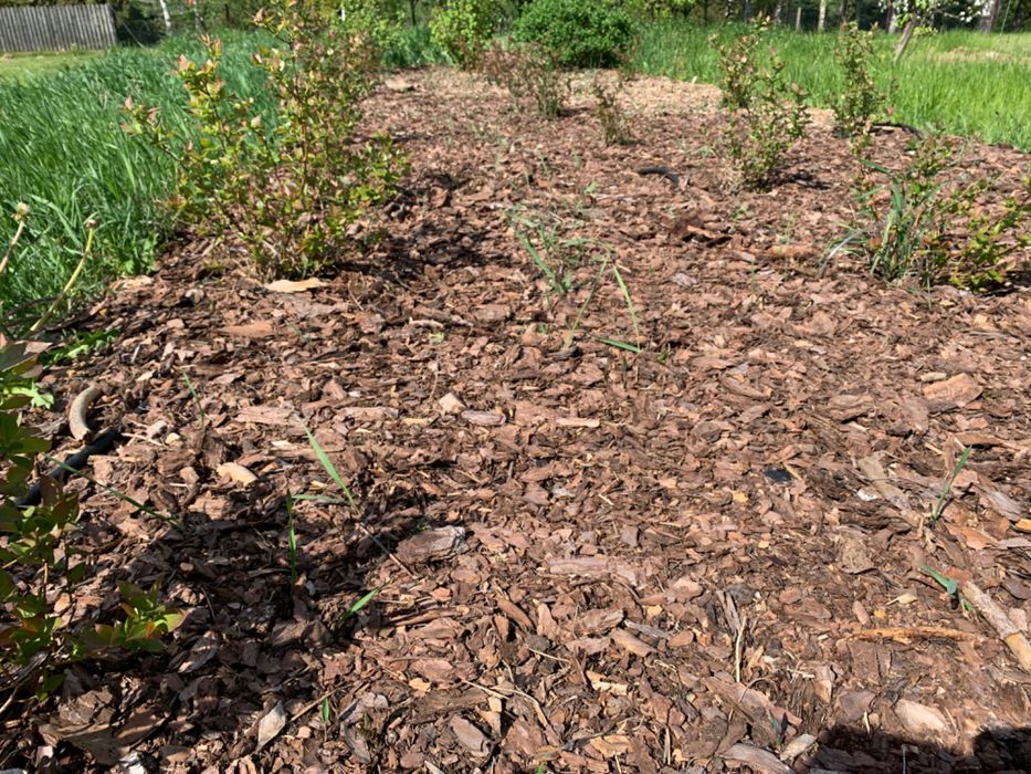 Zrębki, ściółka ogrodowa, pod tuje, maliny, borówki, drzewka, palenia