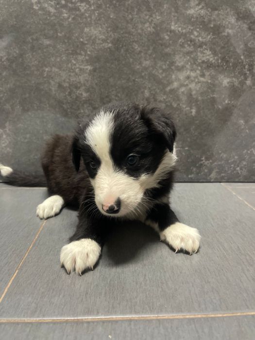 Border collie femea 2 meses