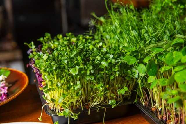 Mikroliście microgreens mikro zioła - PRODUCENT hurt horeca detal