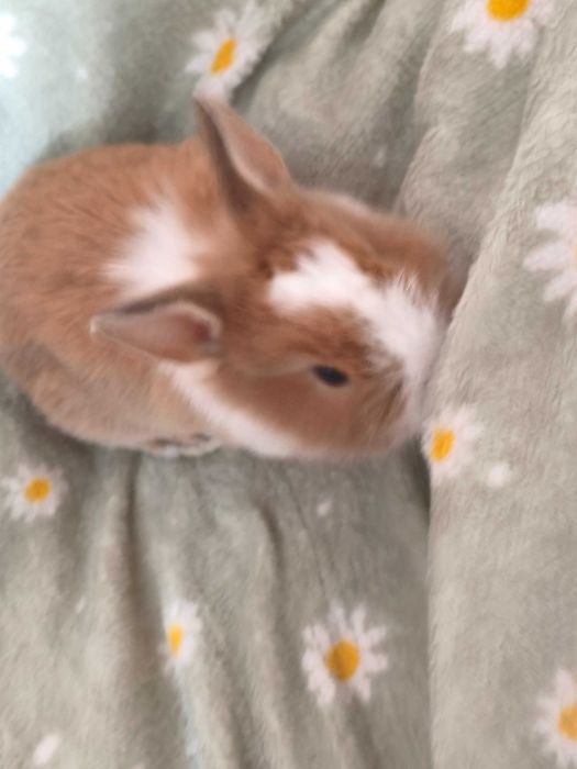 Декоративні кролики